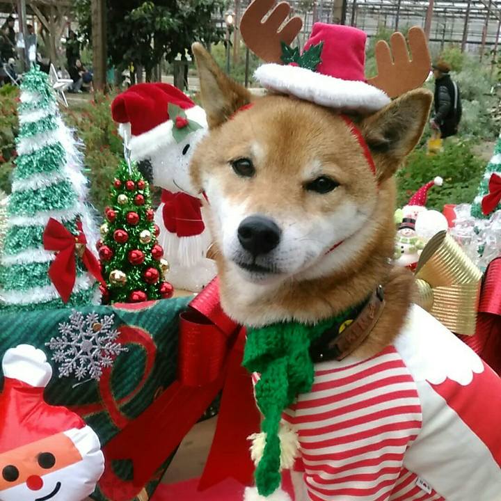 639cf25f 671a 4350 b9f7 5ee0245a145c 1577004650717