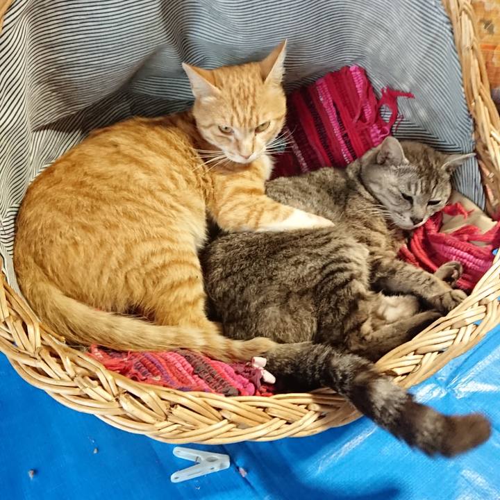 639e176a 9359 4c6f b787 3b1fdafc206f 1561541117300