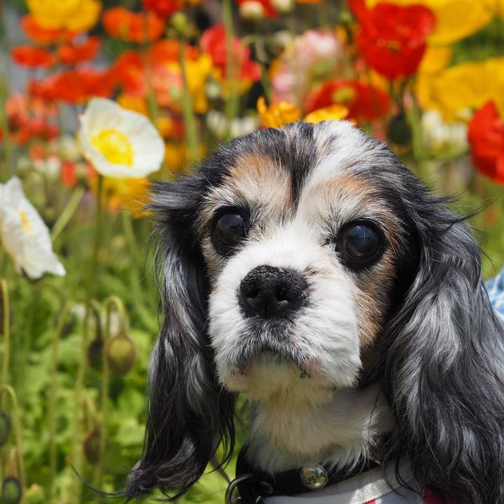 639fcd8c 696a 498a acae 199bc2406c47 1619849223727