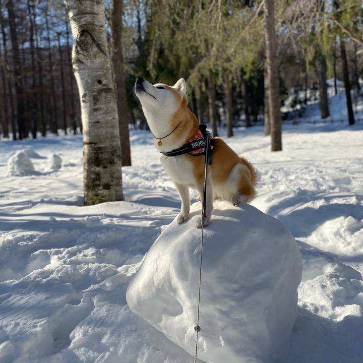 63a0e8ba 8f1e 4037 9955 c45a39a52c7f 1615249453589