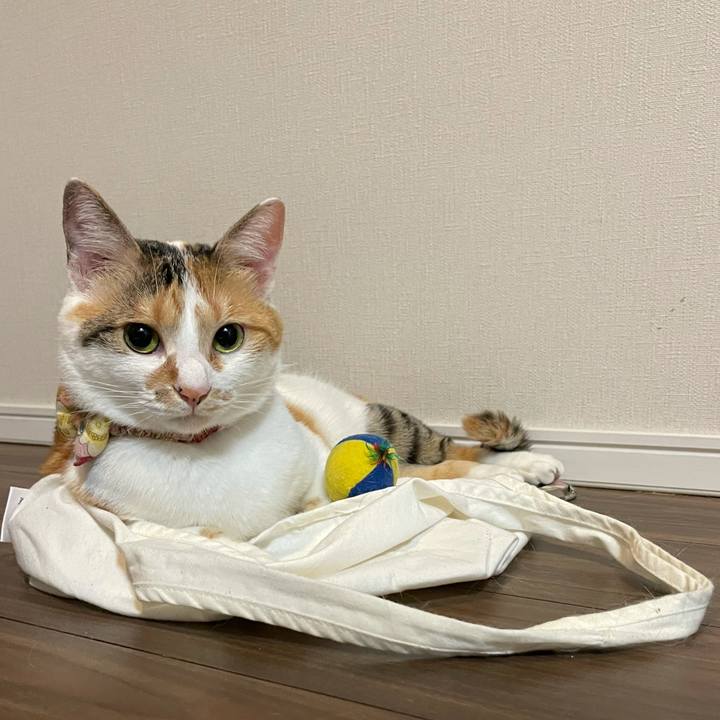 63a3bf12 88fb 4da8 af8d 27ca4d8688e0 1628690885234