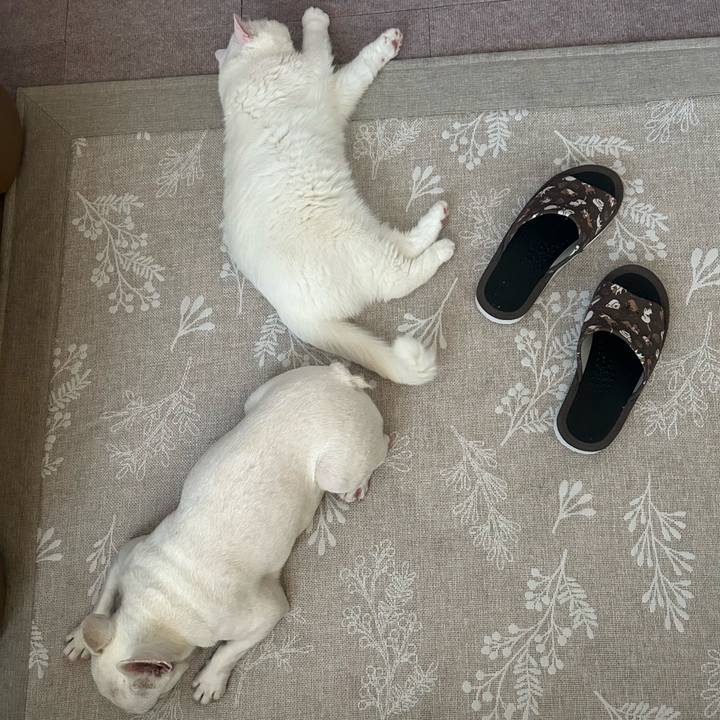 63a7be77 d029 4187 844a c8580690c5c2 1750467731111