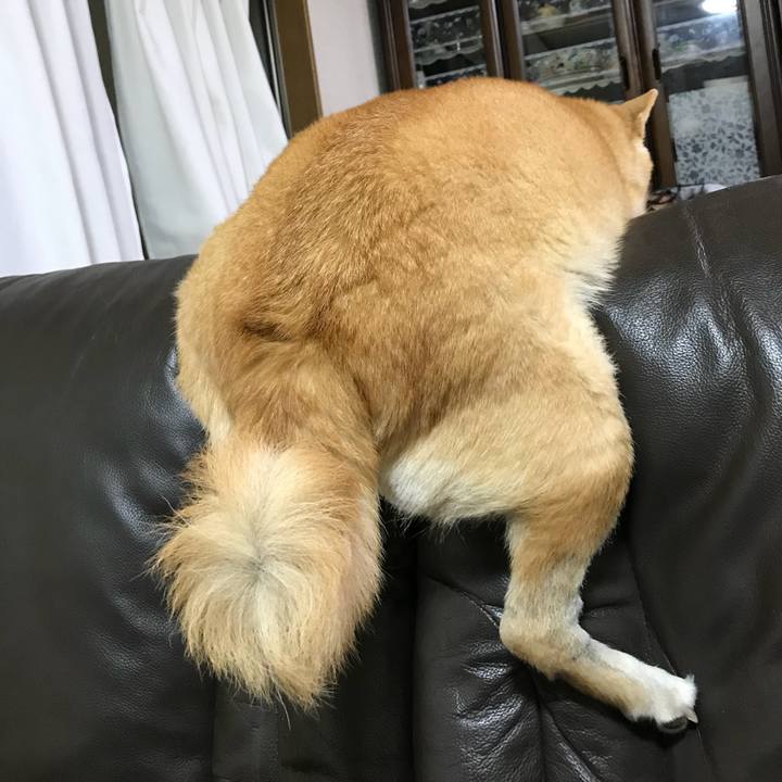 63adcaae 6ea7 4b54 8f20 58a6a9281d83 1513913231218