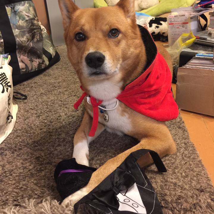 63b2995e e1d0 45ca 808e 57077caf6dd0 1541085977218