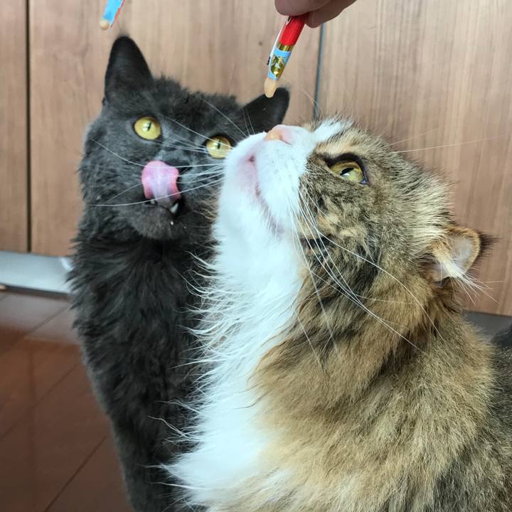 63b3b7d3 2a8f 48d3 9dea 3084bfa35481 1522562380856