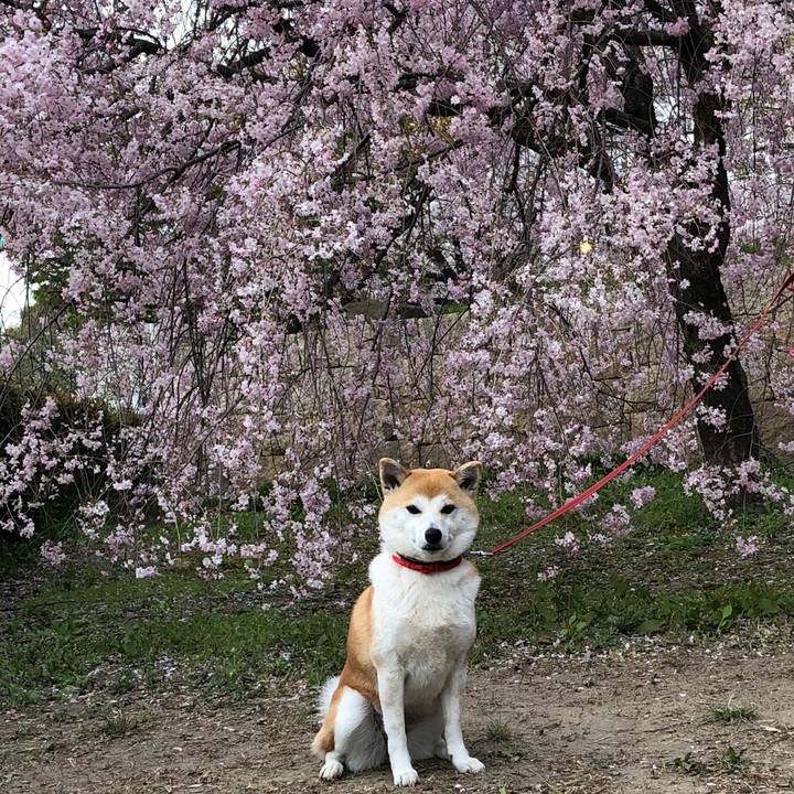 63b5122c 2356 4d94 a731 76acdab83fbe 1522583202067