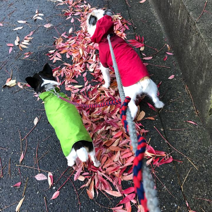 63b559d0 7db6 410b b4fe 9cce7723d09f 1545004973257