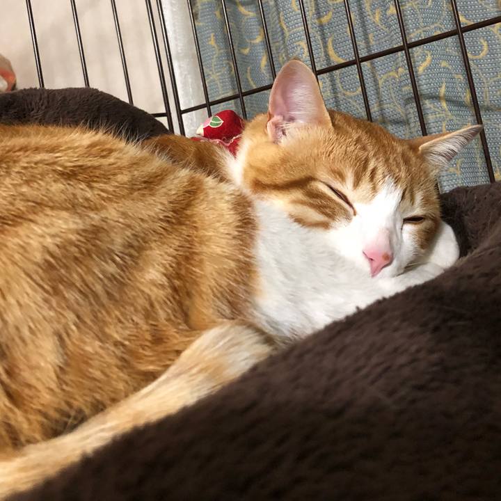 63b932a9 9533 4527 8da9 9f7013ff74d8 1521984469884