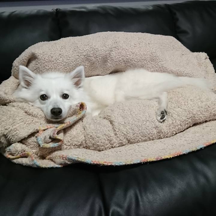 63bac9ad 2a4c 418a a589 83301a6245bd 1543905840225