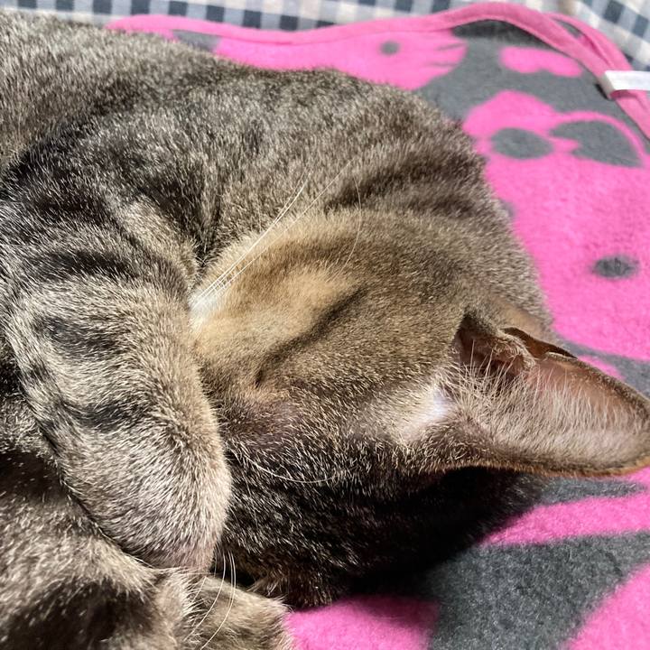 63bdbaf5 90ec 4fc0 8ef3 22a4f3e33441 1770635593178