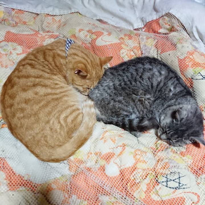 63c0b77b 1155 4274 b39f dc509b75a2fd 1571751085370