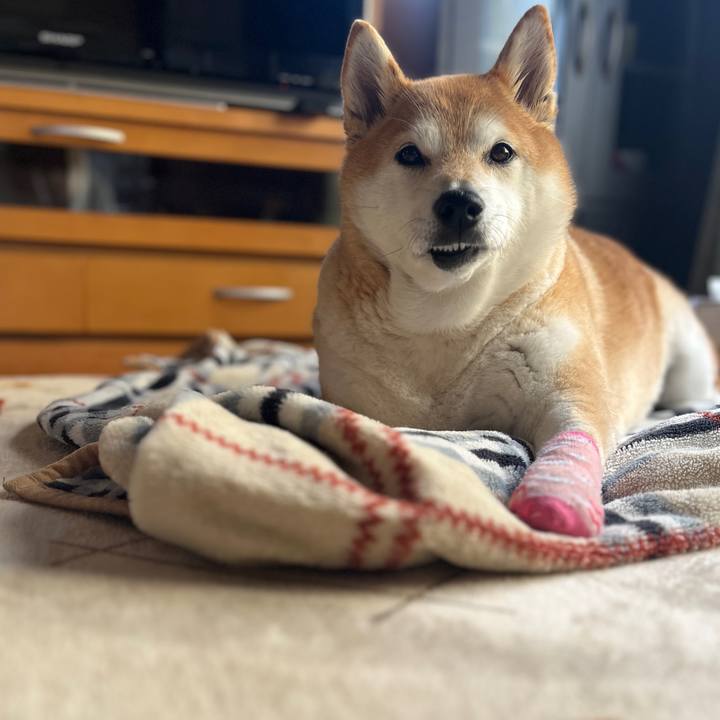 63c0b7ca a52b 469c b131 651f623fab2c 1709788686616