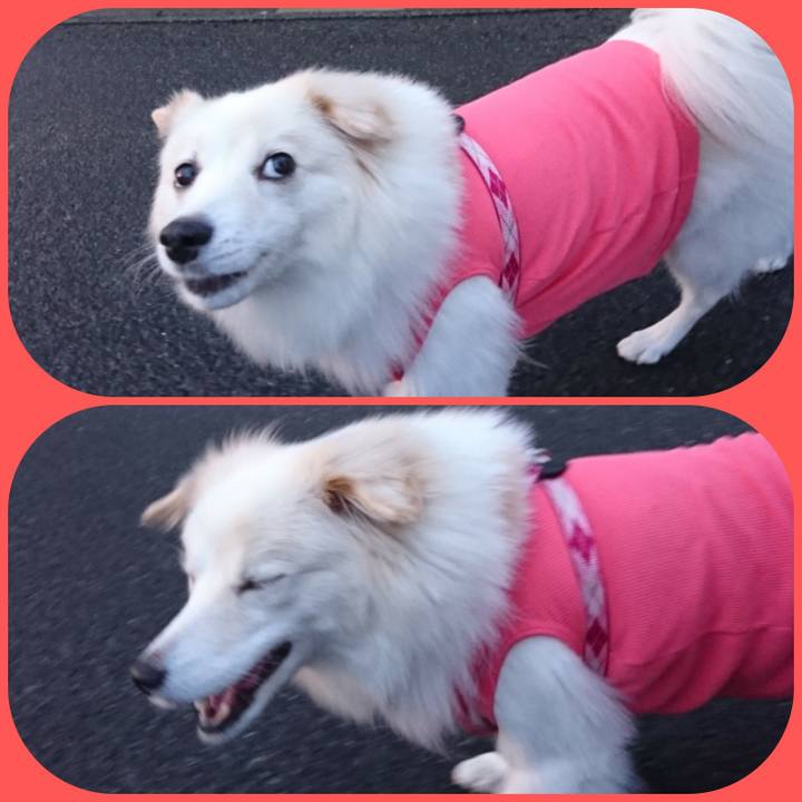 63c1656b 6a8b 452c a253 9799762d90ba 1510437323516