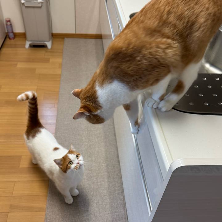 63c50e9e 4f53 4ca7 ac90 98615df044b3 1762742615265