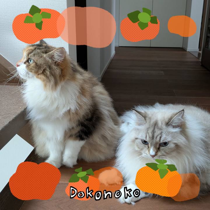 63c60b0f 2335 46da a90f 60888e52e3e3 1761195428909