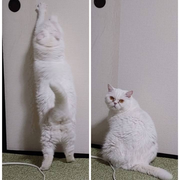 63c6e452 4543 4538 8cb4 4b84f8806870 1725114746361