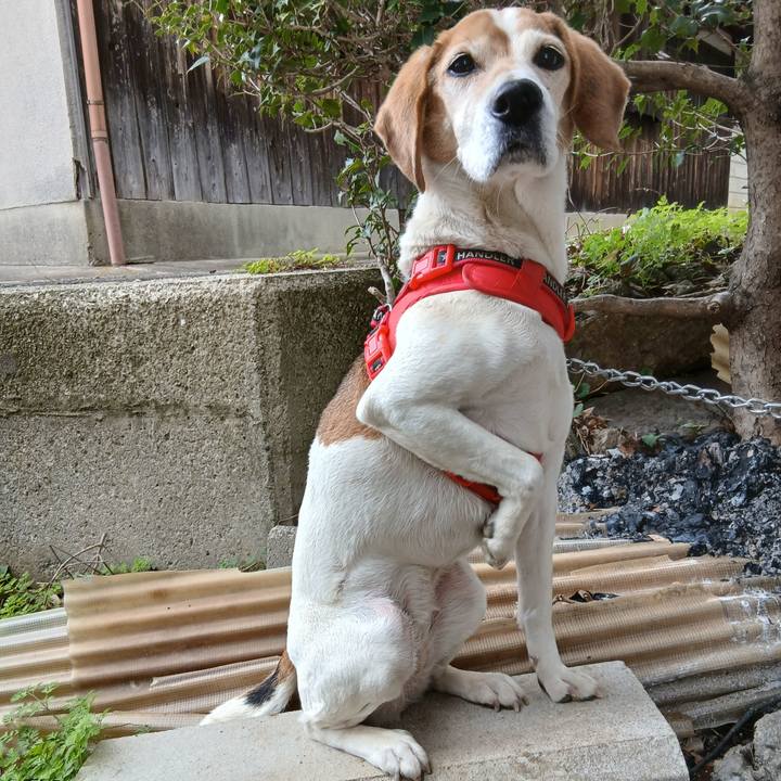 63cd458d 2fe7 41a9 9db7 58e032affb82 1774567321530