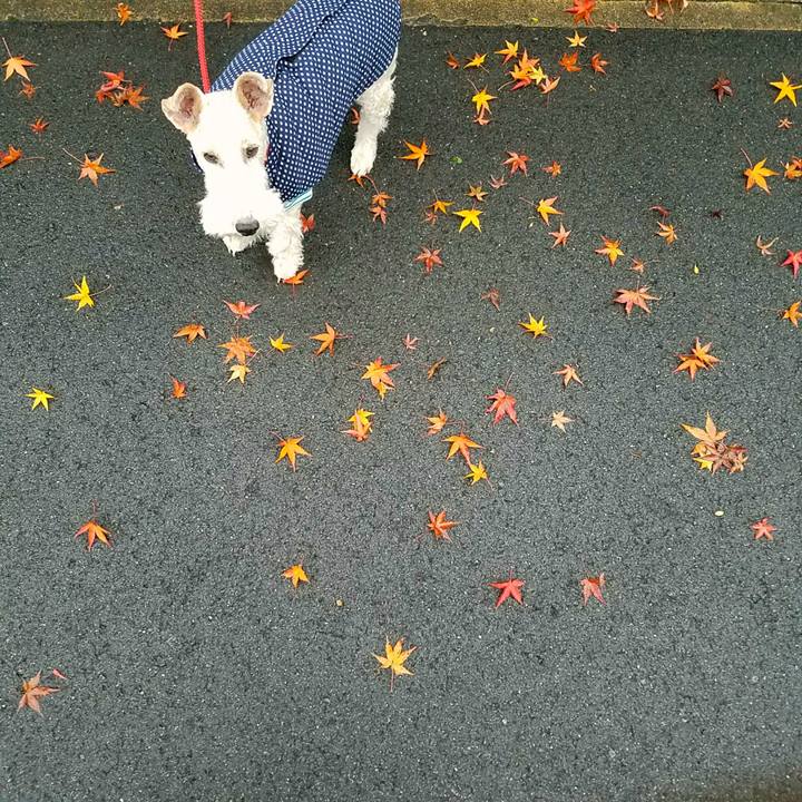 63cdbb88 0a00 446a b3de 5345d9ea2904 1510992802281