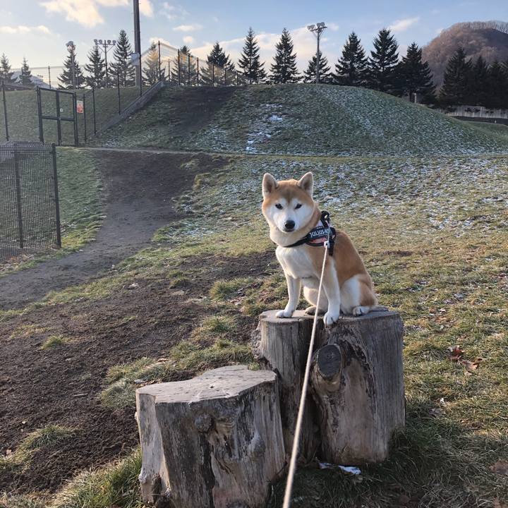 63ce0fe2 d9b5 40d8 bb24 8781e6f9f238 1576714563016