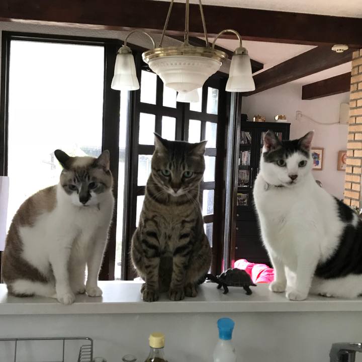 63d5edb8 56cb 4de8 a741 c8cd9b2fa58f 1526513201299