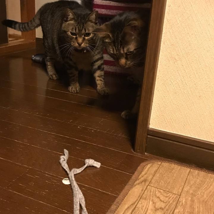 63d7724a 044c 4bb6 bd87 389db976b88a 1593954997517