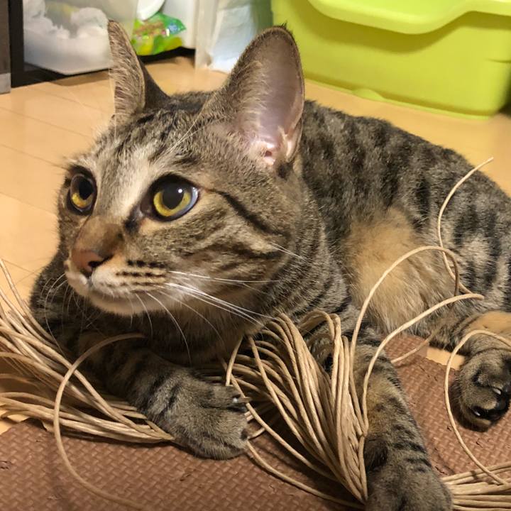 63d7fbed 8d00 47bc b81c b8c0968a448c 1540587177596