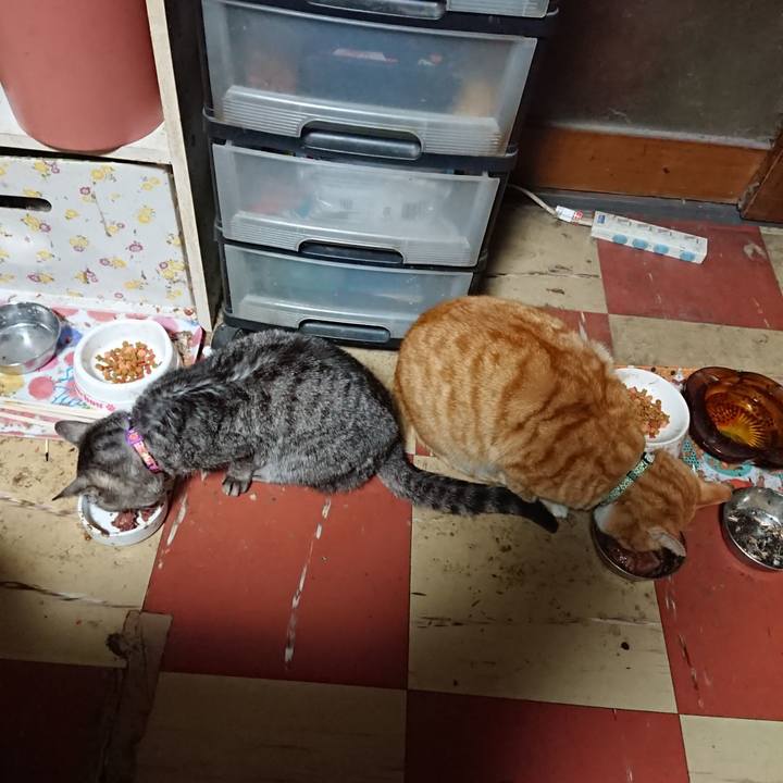 63d9e6ee 94c2 4423 8a0b c048c5e4f5c9 1584993957221