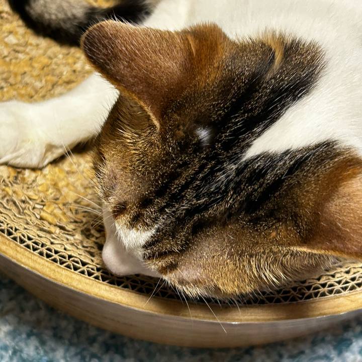 63db3023 c16f 4924 955f d29fc49264bd 1758787246613