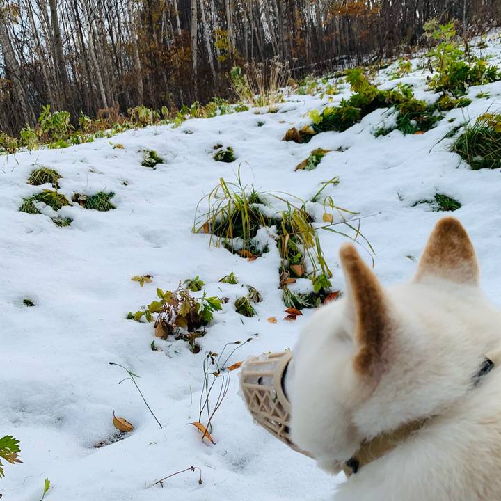 63de7c75 8677 4ed3 a427 b14006c85509 1605245077014