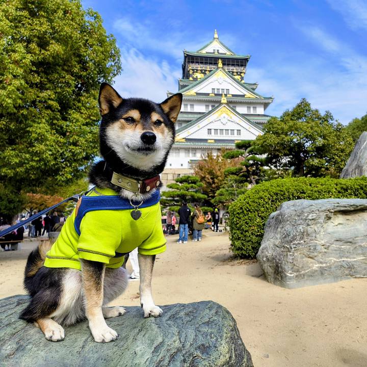 63dfb2f5 6354 4d89 a5f3 386e0447c7c2 1763966415546