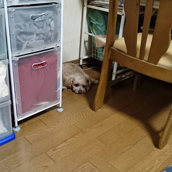 63e0dbcd a212 4b8f a6b9 3fcc17567547 1588668577125