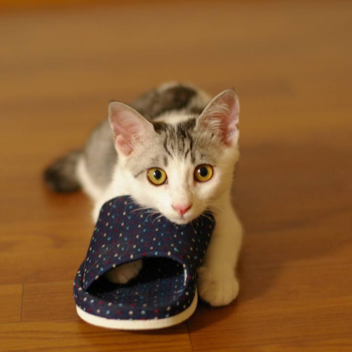 63e1e3b9 3715 4457 908b ff6426c96811 1534865181068