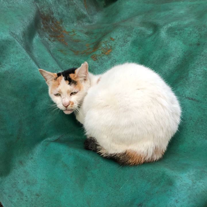 63e3eb65 f197 4b99 b8d0 d41eeb8bfbff 1604628911181