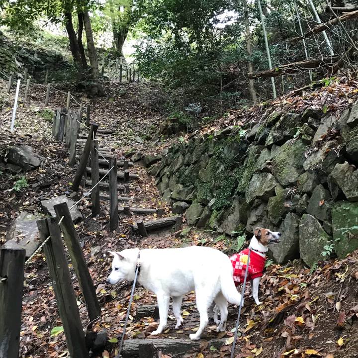 63e4a944 9cc5 4d83 9dba 13cae9ecf58d 1511065191690