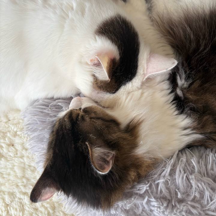 63e9b446 d16a 4057 a8b2 e68d30aa77e7 1740876771702