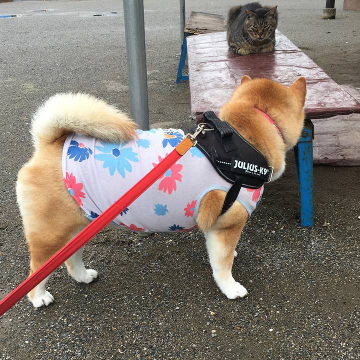 63ebe0bf dac4 45d7 bed8 14fc90c360e2 1593823533687