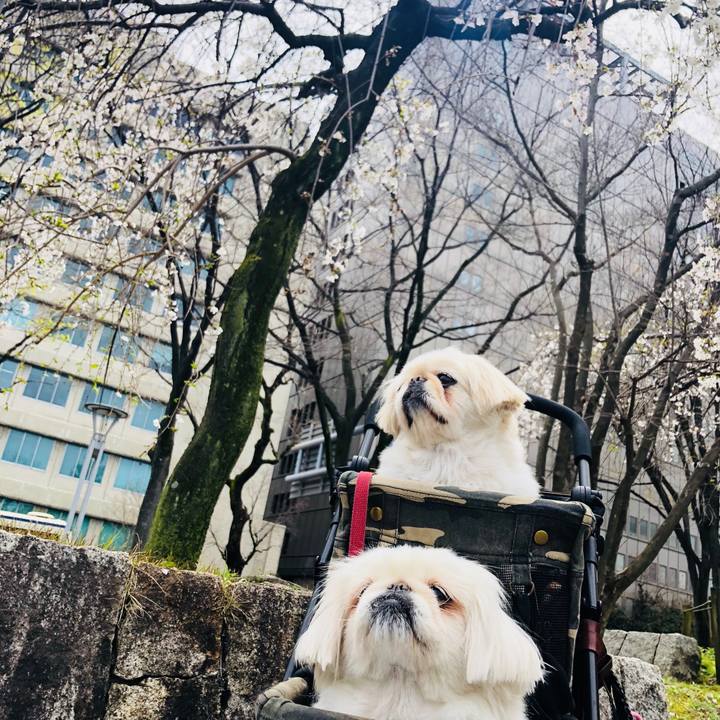 63ecb674 ae10 4958 9191 22f1e1d258a8 1585535650410