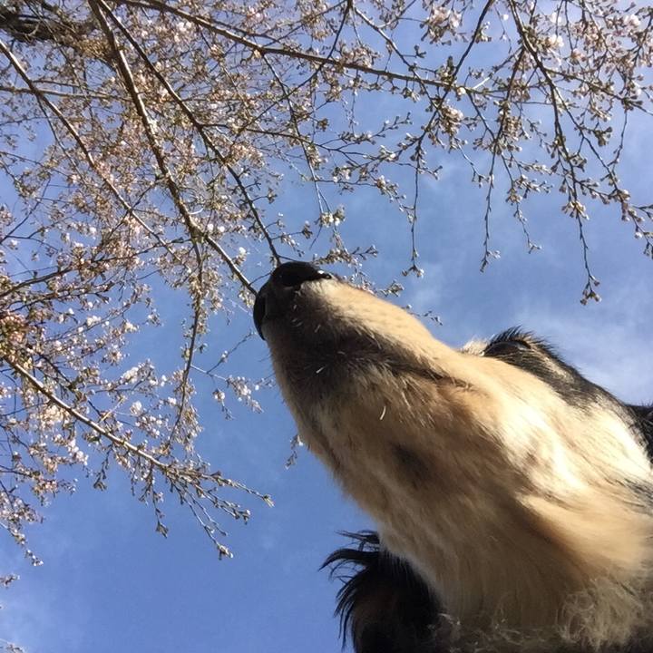 63ecf42b c348 4a83 b0c8 20ba59df7144 1521849304713