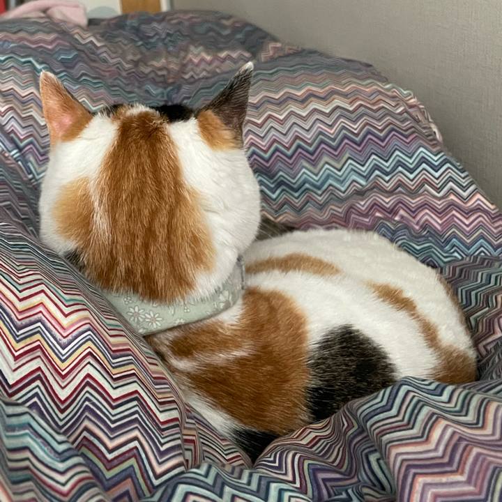 63eed890 4b08 4cf5 8fd2 ee342dd60d67 1680046271629