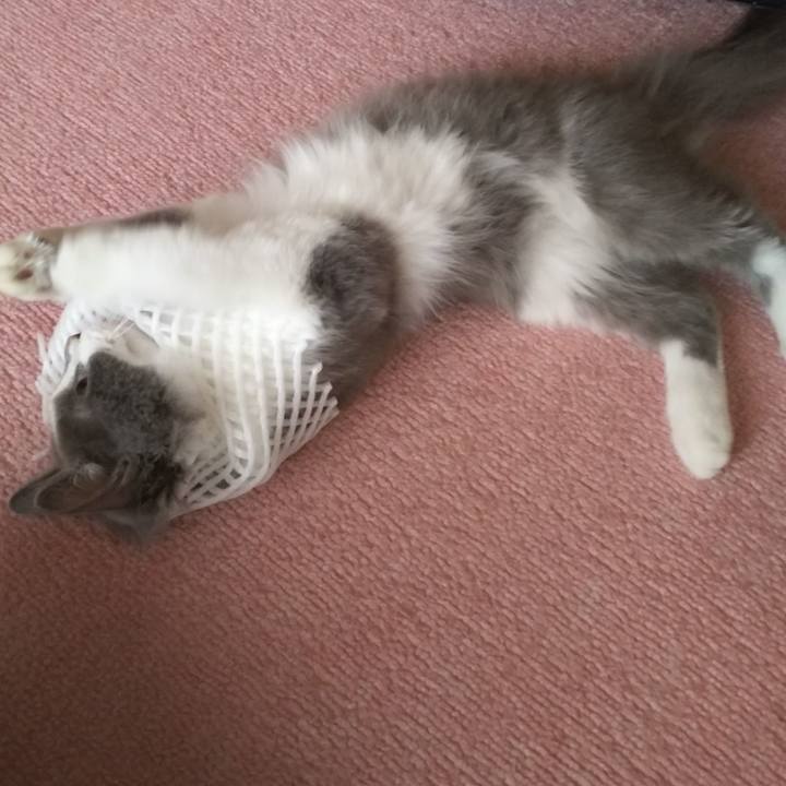 63f2c28d a58d 4ec4 b8c1 332c3a22caaf 1566625513192