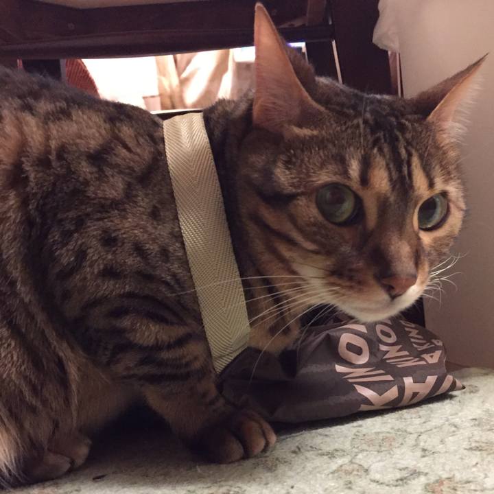 63f33163 01c9 4be1 9f12 238ea5a42222 1525391302982