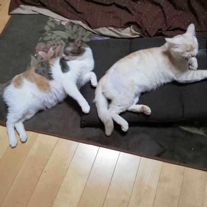 63f663e3 ae3e 4169 8e75 99a105619dc4 1604891970718