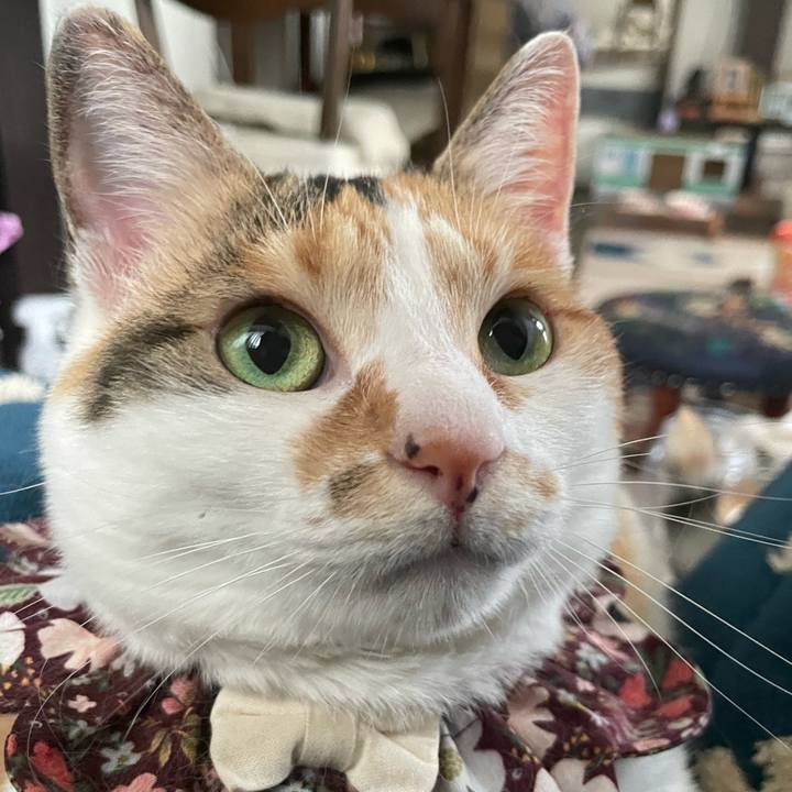 63f71fae f1ac 4014 a23e 3e8c8717eb4b 1748067650398