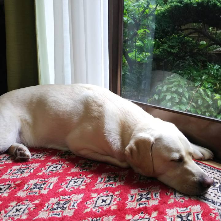 63f79da6 9291 49ff bdd3 0428a09a7880 1528266085349