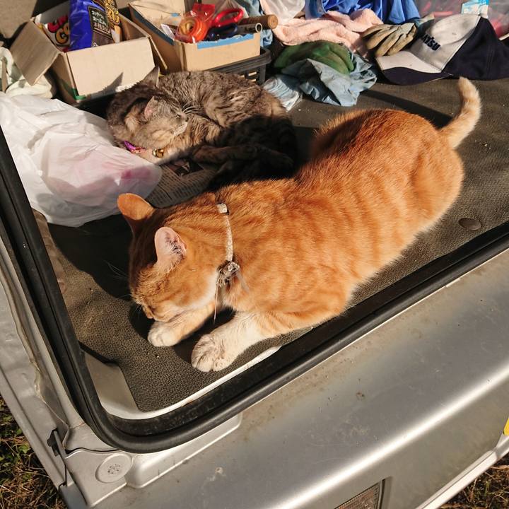 63fb9ea1 1f31 4728 abab 3ea70855b973 1591132050084