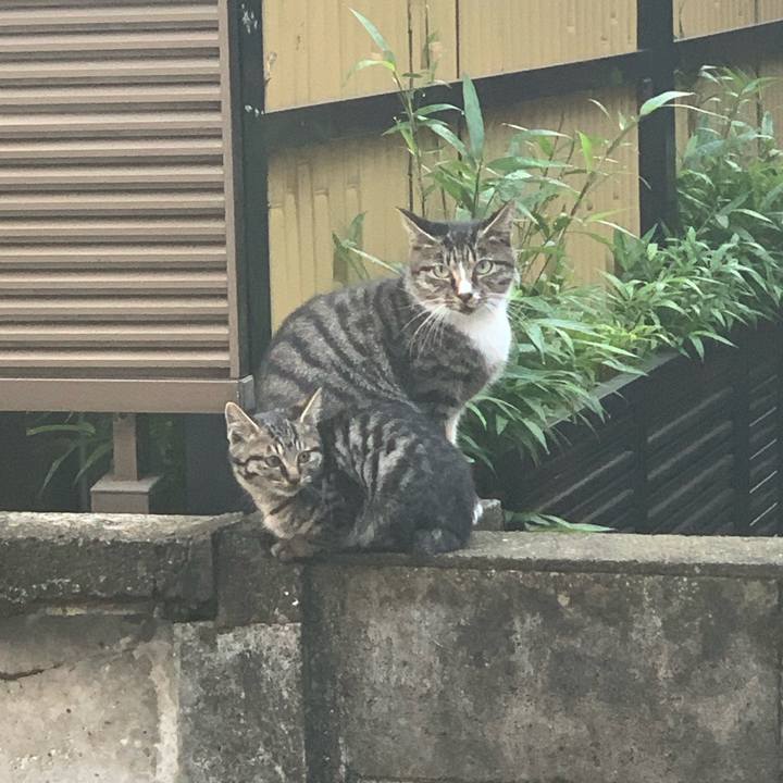 63fc6d44 a887 45f5 9be5 7e9187d8e0f5 1606342119897