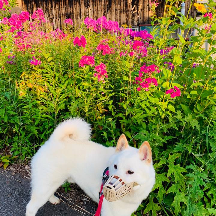 63fc9d1e a62a 4faf 8124 9a3acc524b68 1564695135228