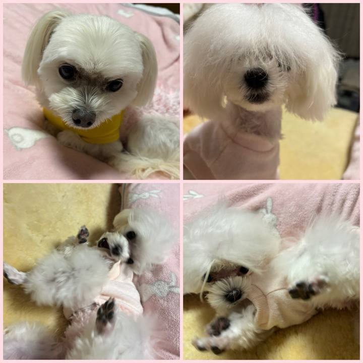 63ff2774 2084 4adb af34 6a139396ae47 1733835879984