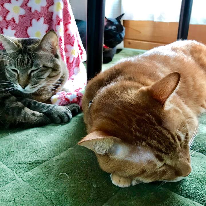 6402b407 0a93 44d5 8c8f 62c674ac9c82 1517803979236