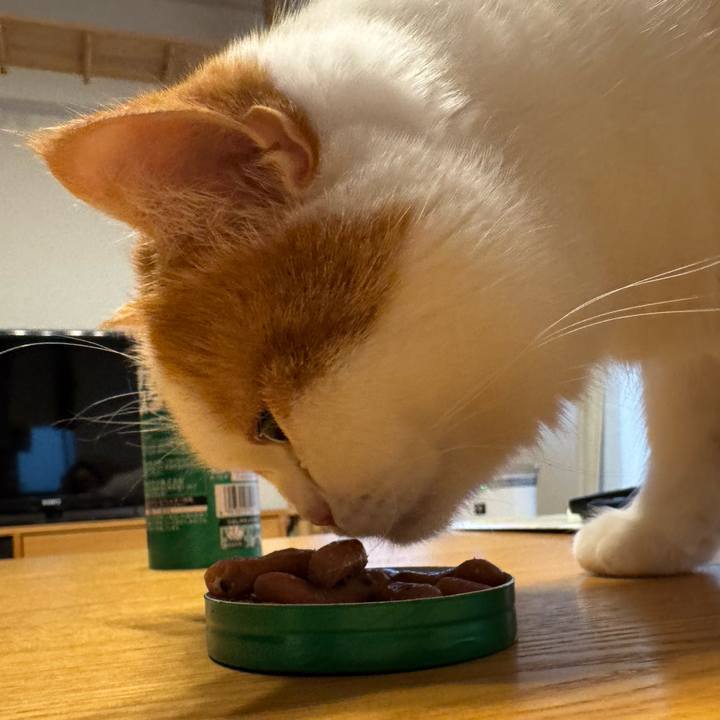 64037f6c 8668 4c16 b640 c79ab349e143 1775046274566